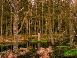 imgp5866-1_morgenstemning over skovmose